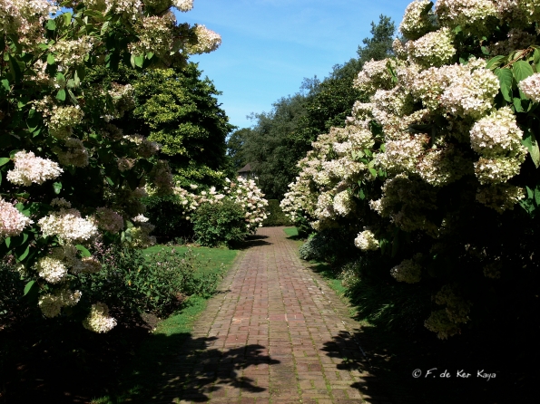 Bois des Moutiers  (32) Summer 2012